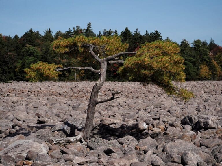 Boulder Field at Hickory Run State Park, a flat expanse of grey ice-age boulders with a lone pine tree and autumn forest behind