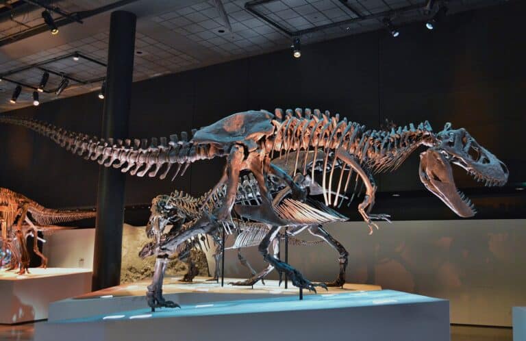 Tyrannosaurus skeleton posed mid-stride in the Morian Hall of Paleontology at the Houston Museum of Natural Science