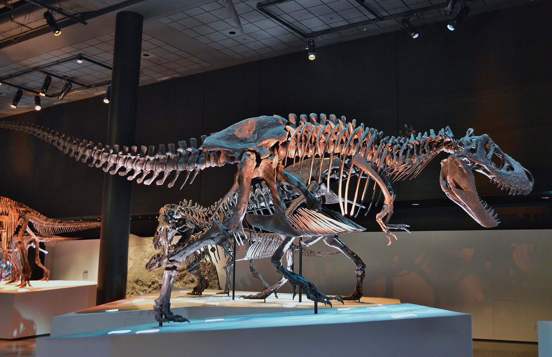 Tyrannosaurus skeleton posed mid-stride in the Morian Hall of Paleontology at the Houston Museum of Natural Science
