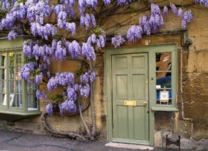 Green front door of a stone cottage framed by blooming wisteria, welcoming guests on arrival